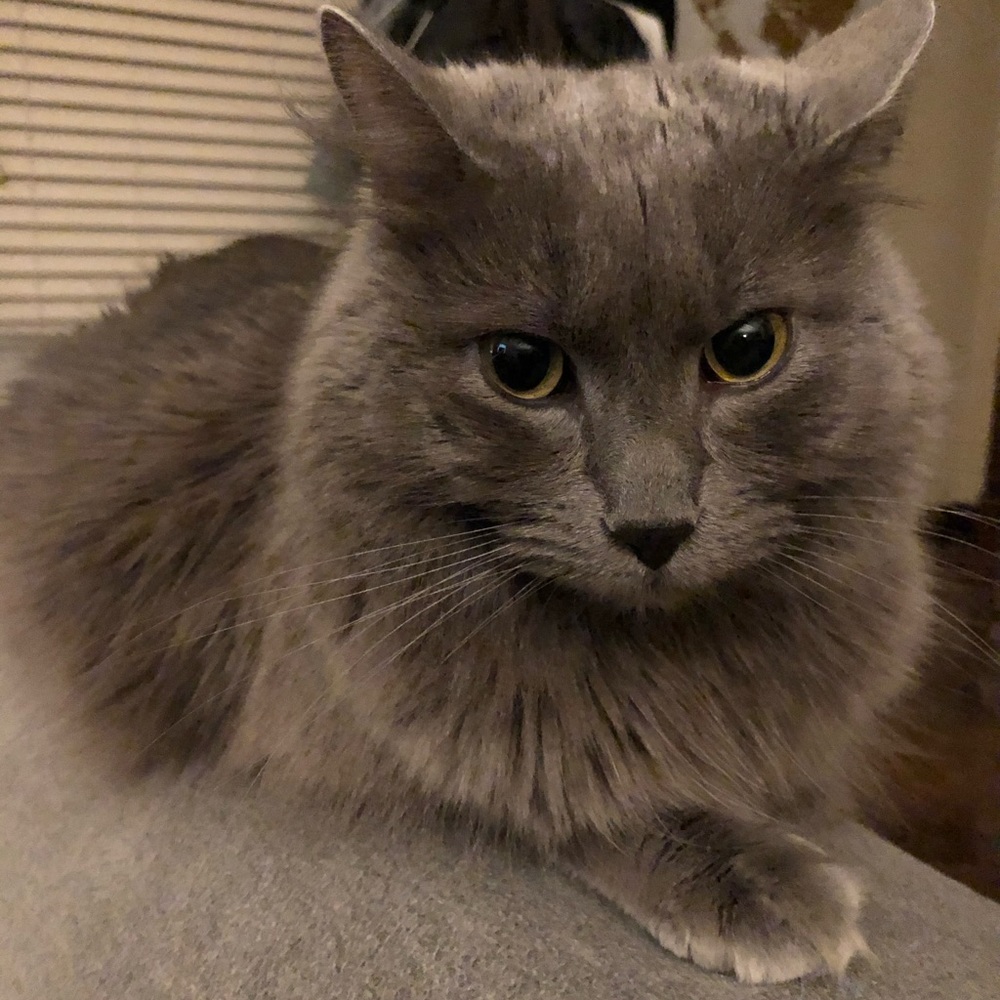 Meet your Posher, Lillian